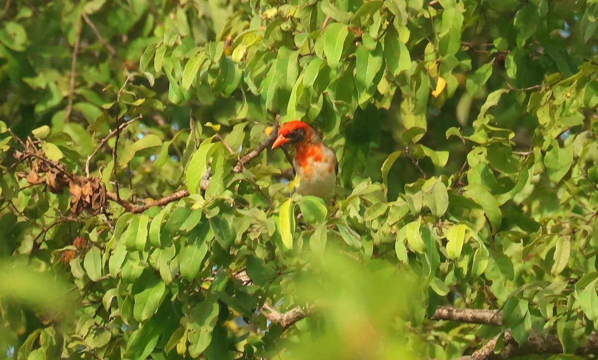 Red-headed Weaver - ML646793837