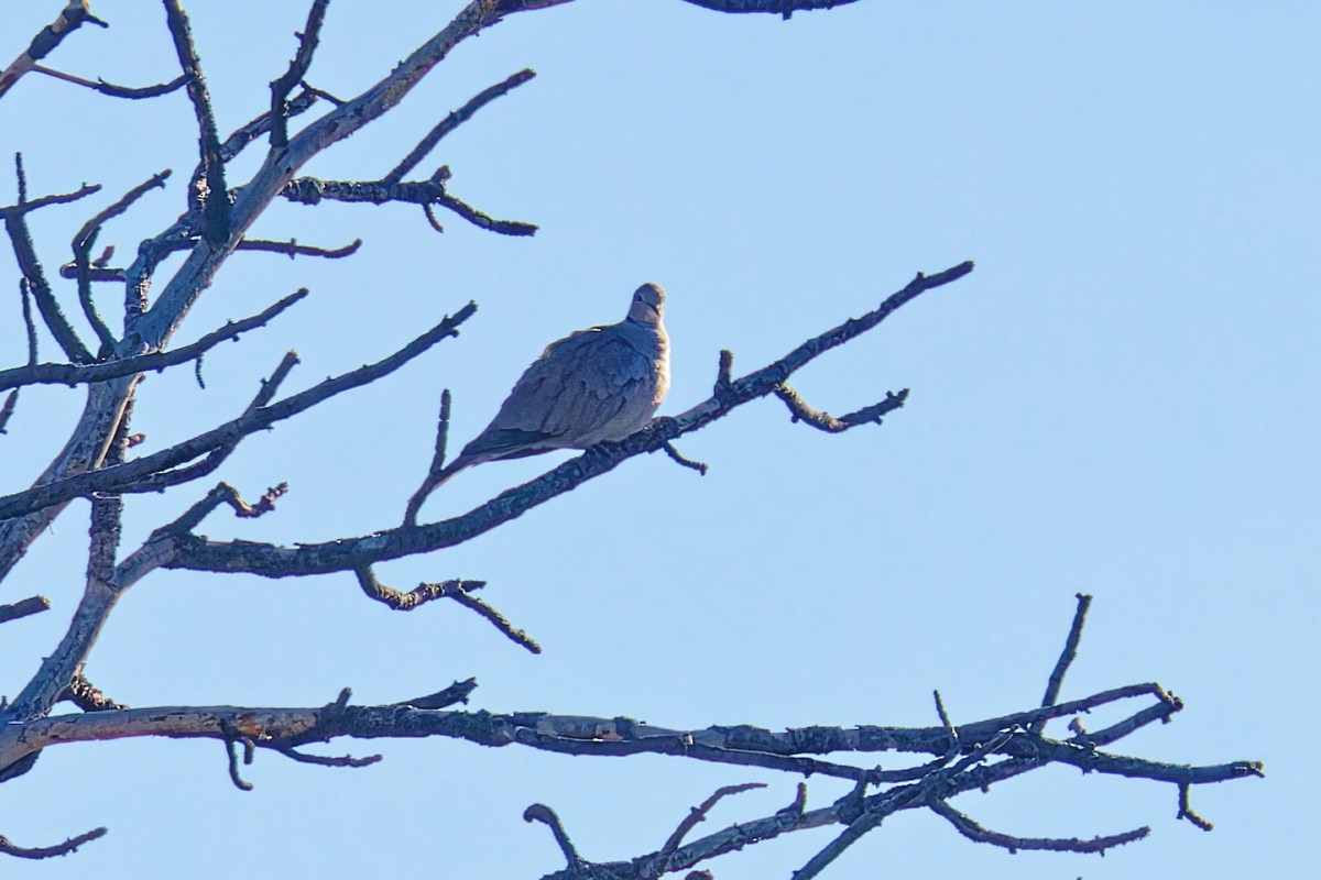 Буулгат хүүрзгэнэ - ML646793838