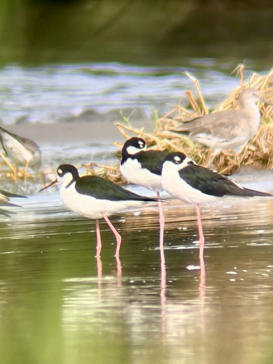 Black-necked Stilt - ML646793842