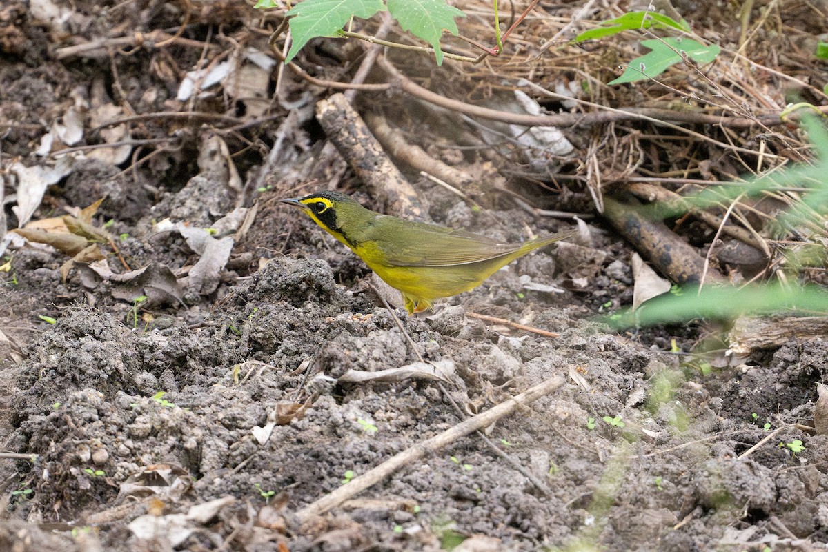 kentuckyparula - ML646793843