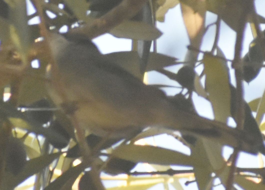 Sardinian Warbler - ML646793845