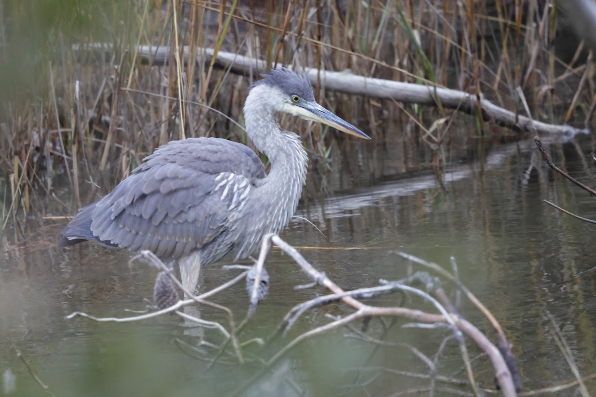 Black-crowned Night Heron - ML646793847