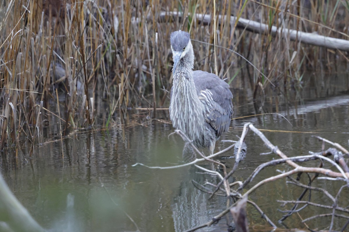 Black-crowned Night Heron - ML646793848