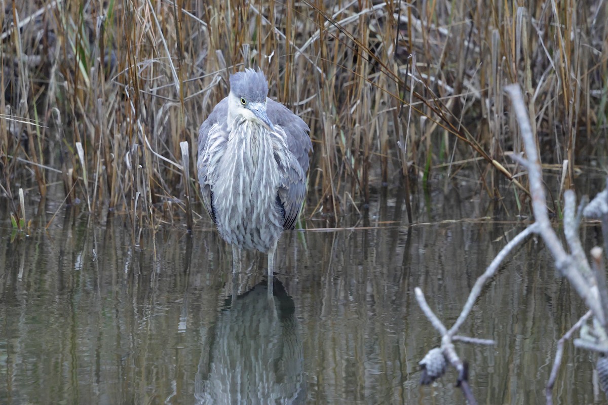 Black-crowned Night Heron - ML646793849