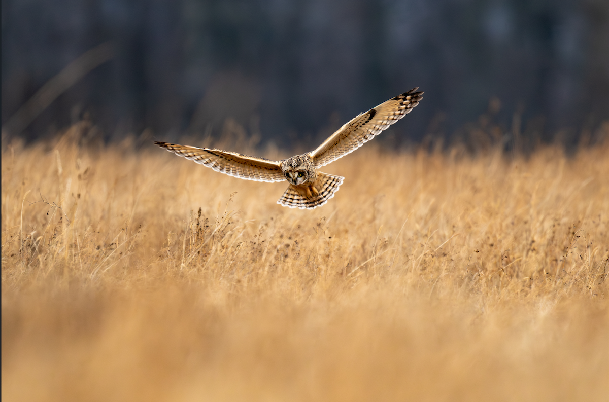 Short-eared Owl - ML646793851