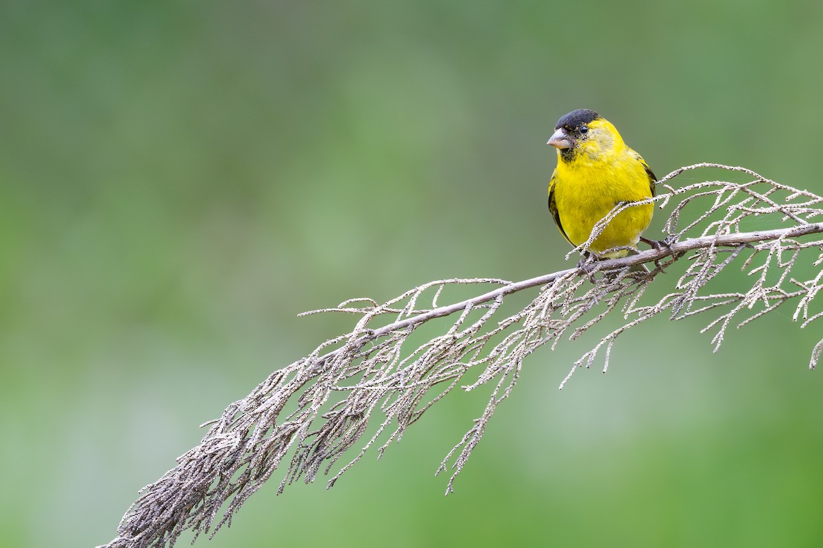 Black-chinned Siskin - ML646793854
