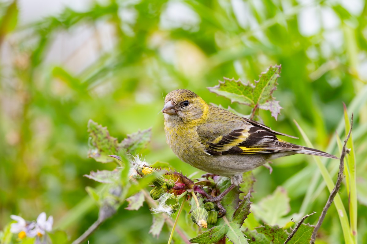 Black-chinned Siskin - ML646793855
