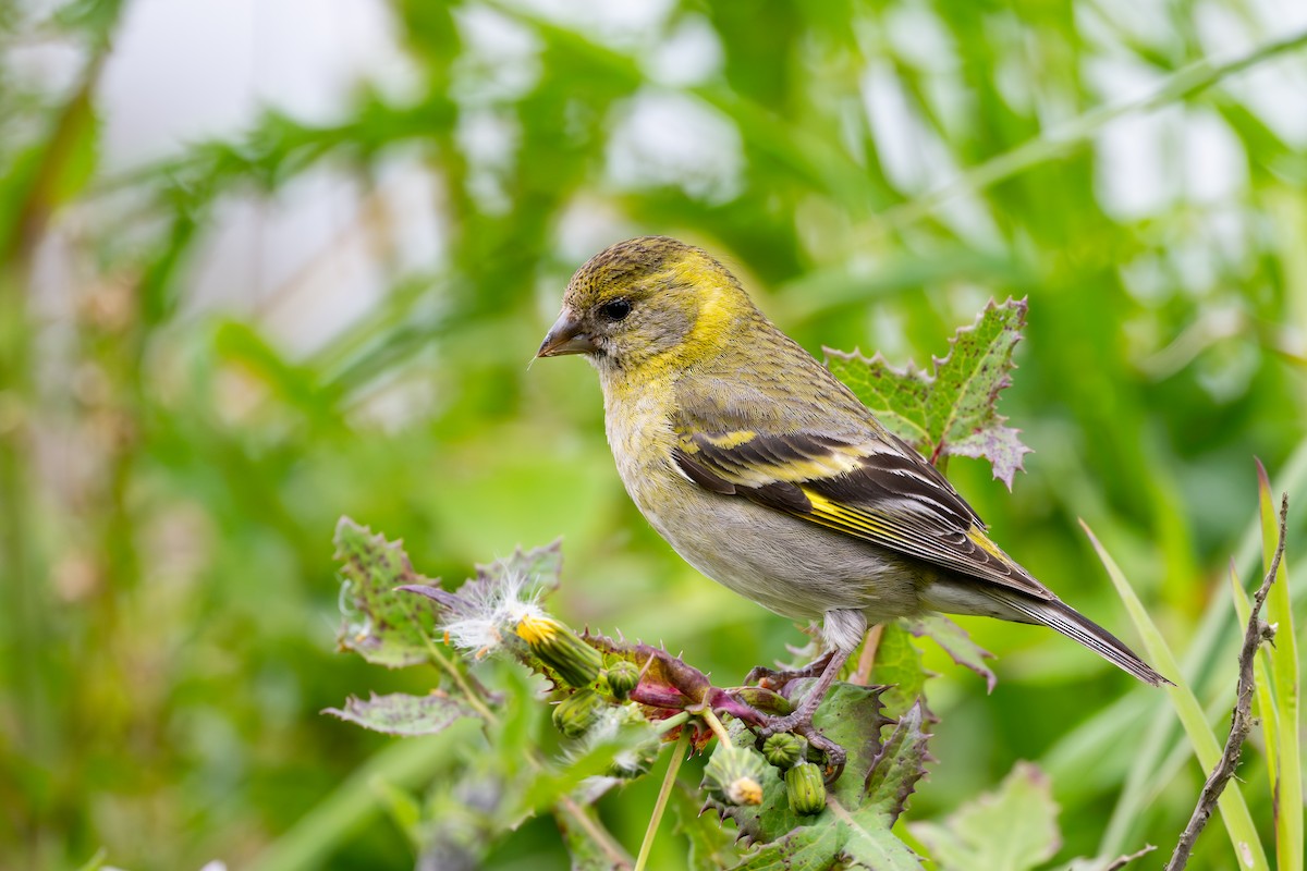 Black-chinned Siskin - ML646793856