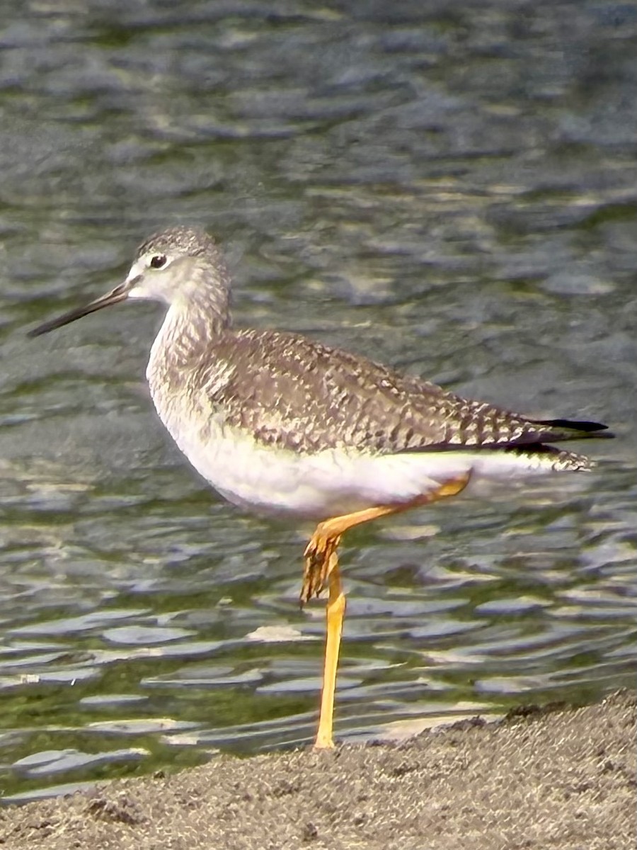 Greater Yellowlegs - ML646793857