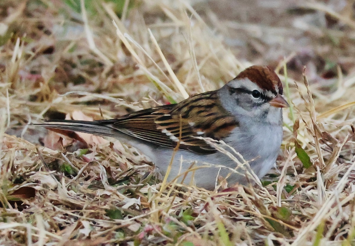 Карнатка білоброва - ML646793858