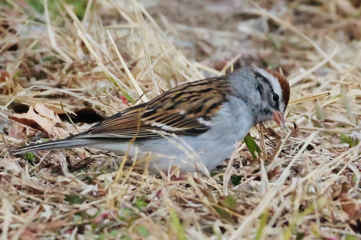 Карнатка білоброва - ML646793859
