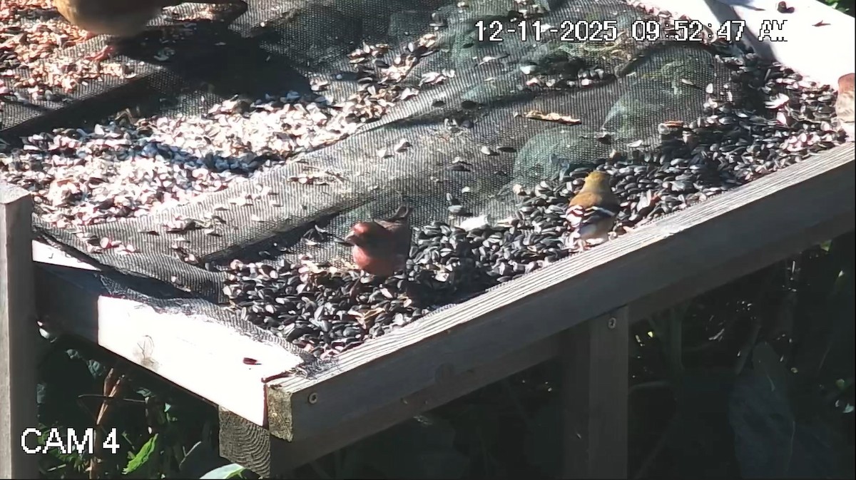 House Finch - ML646793860