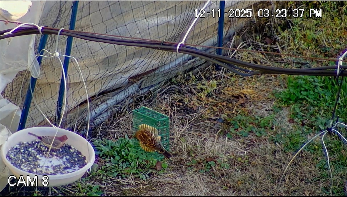 House Finch - ML646793861