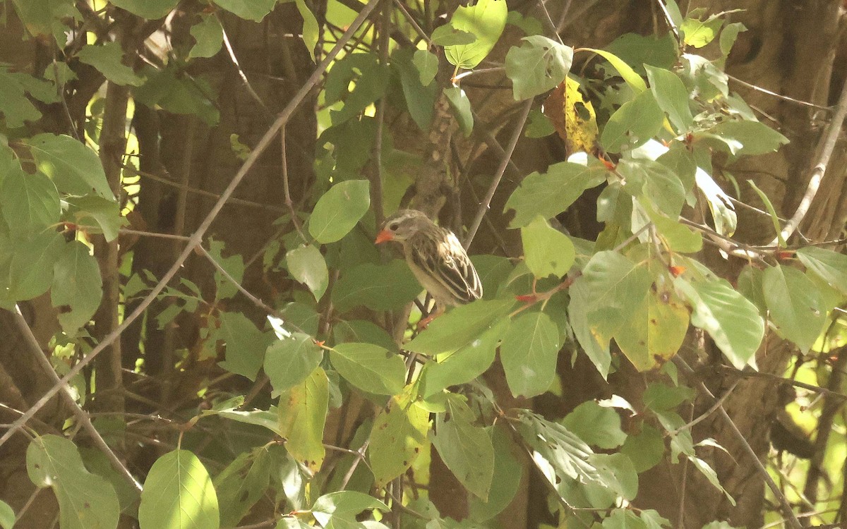 Red-billed Quelea - ML646793866