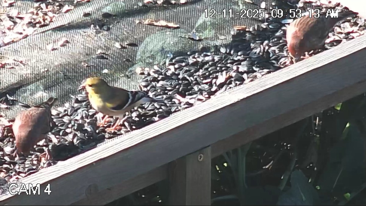 American Goldfinch - ML646793869