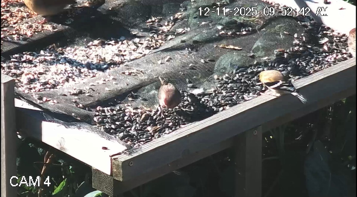 American Goldfinch - ML646793870