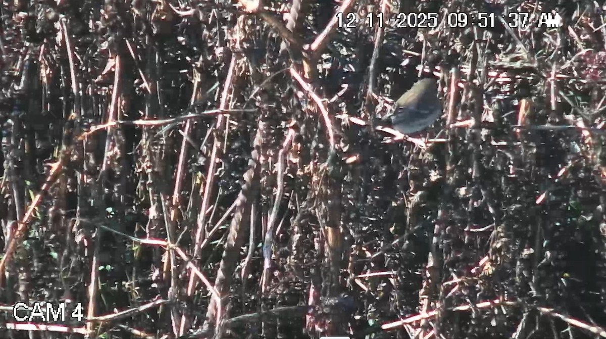 American Goldfinch - ML646793871