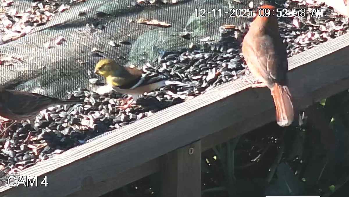 American Goldfinch - ML646793872