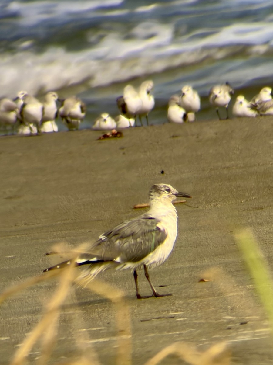 Laughing Gull - ML646793873