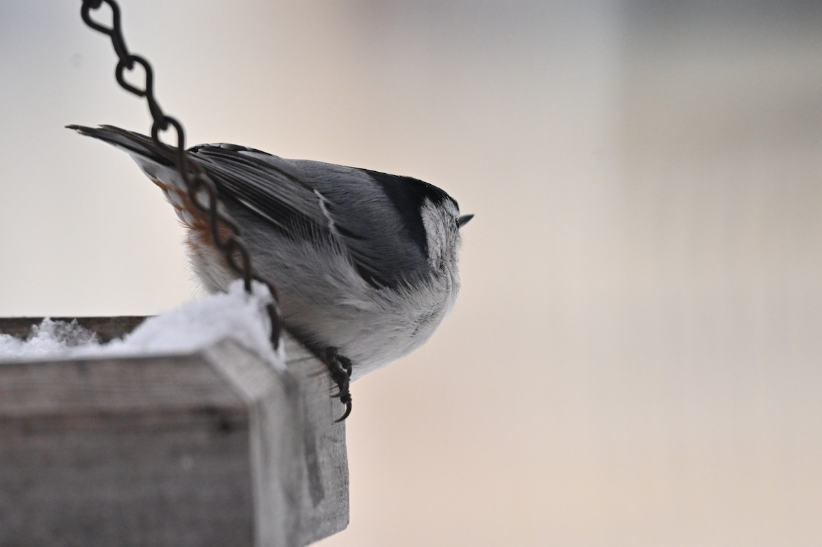White-breasted Nuthatch - ML646793876