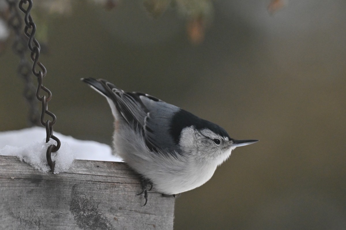 White-breasted Nuthatch - ML646793877