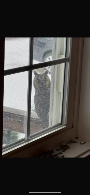 Long-eared Owl (American) - ML646793883