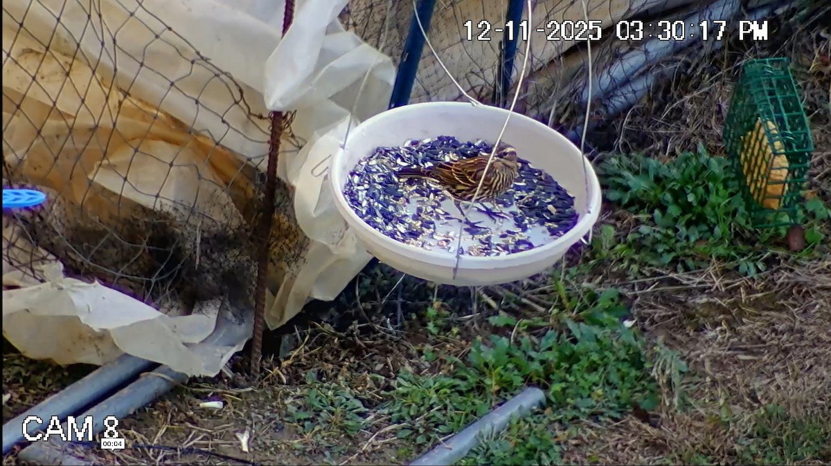 שחרורית אדומת-כנף - ML646793884