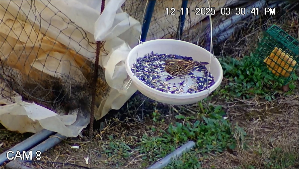 שחרורית אדומת-כנף - ML646793885