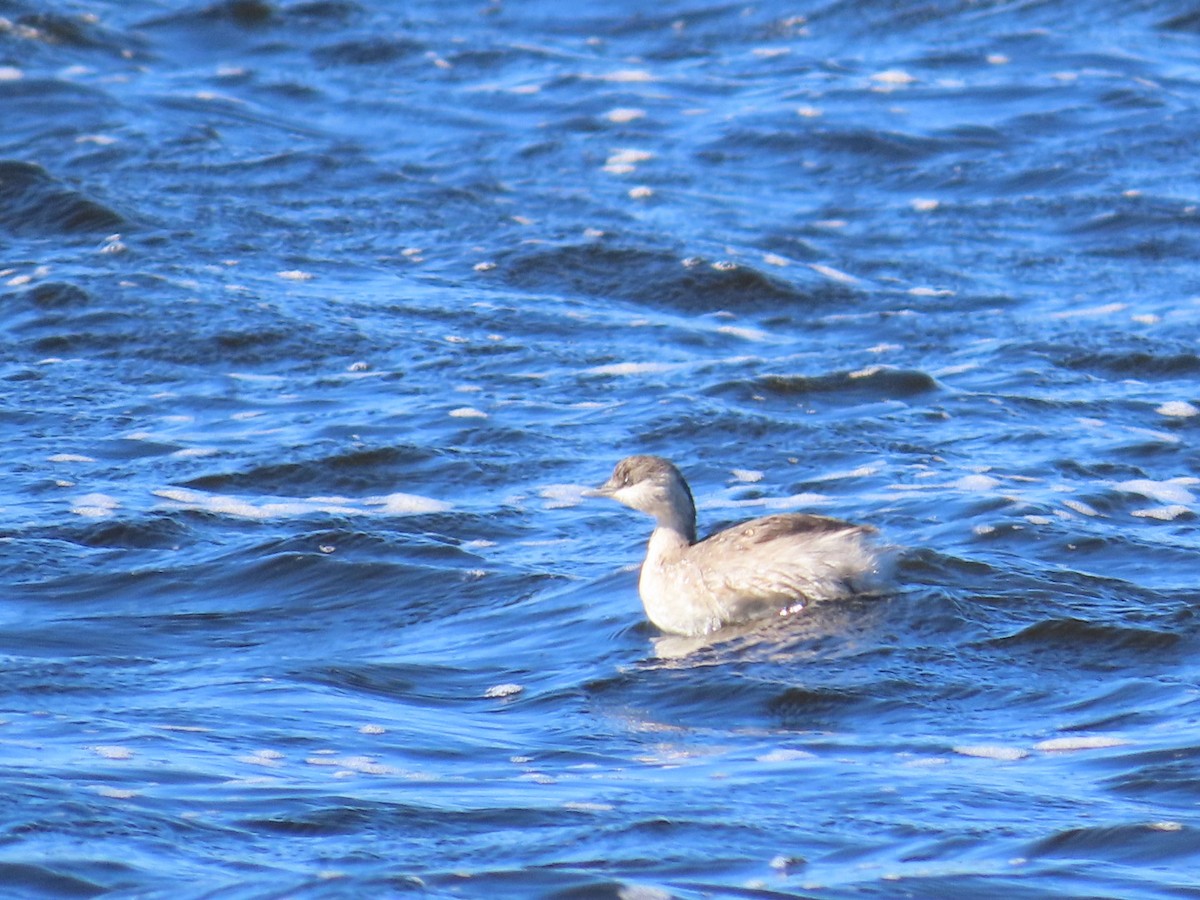 Zampullín Canoso - ML646793887