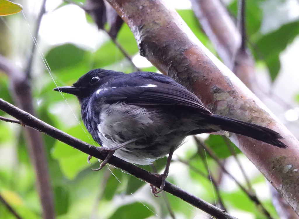 Madagascar Magpie-Robin - ML646793895