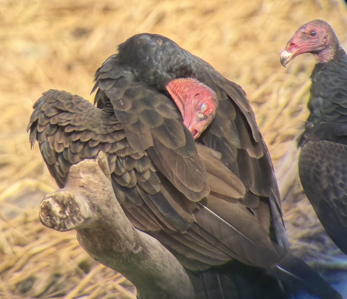 Turkey Vulture - ML646793896