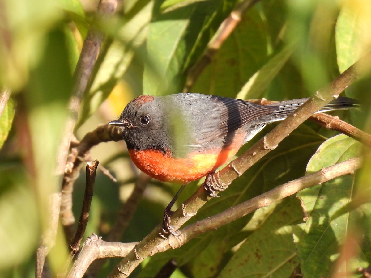 Slate-throated Redstart - ML646793897