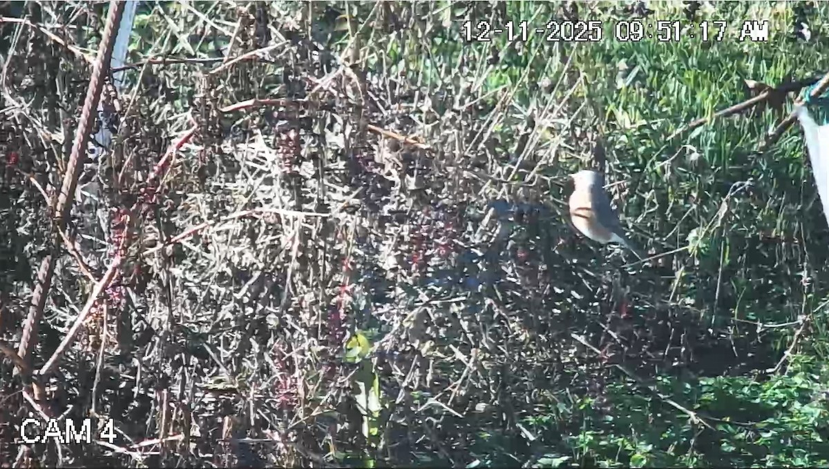 Eastern Bluebird - ML646793900