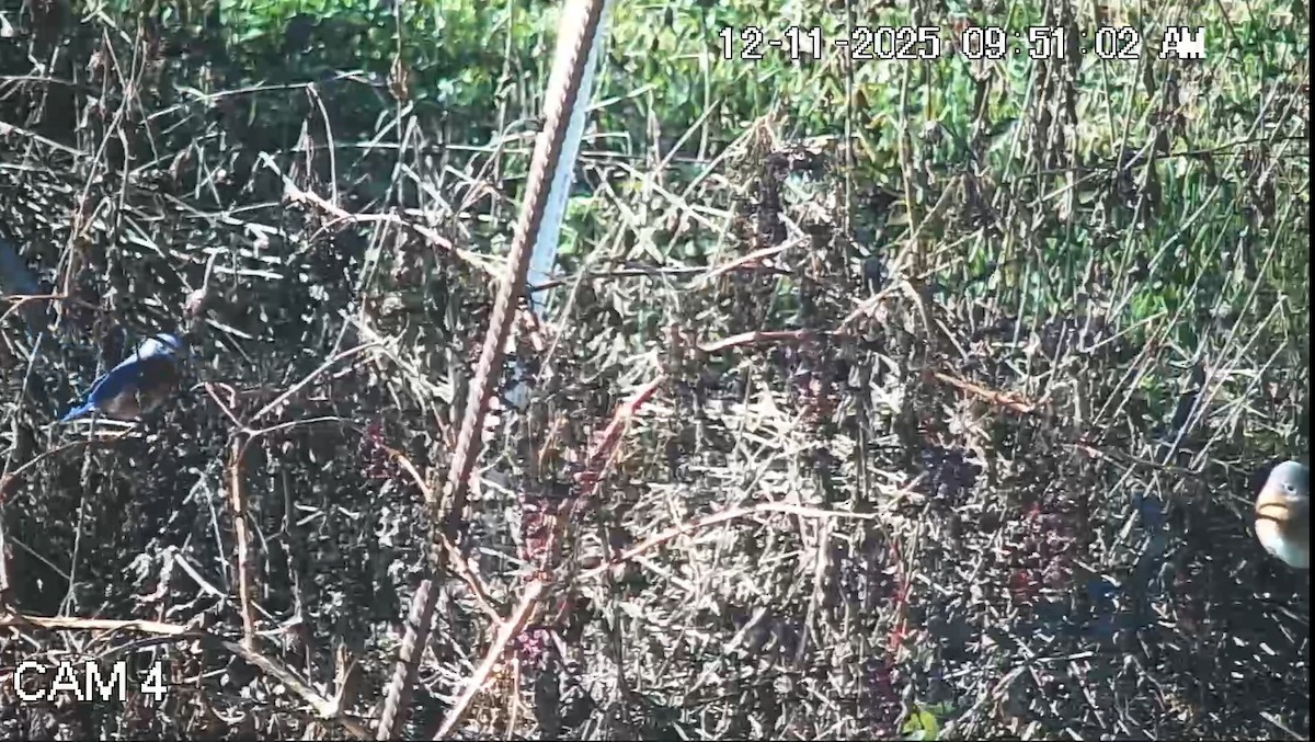 Eastern Bluebird - ML646793901