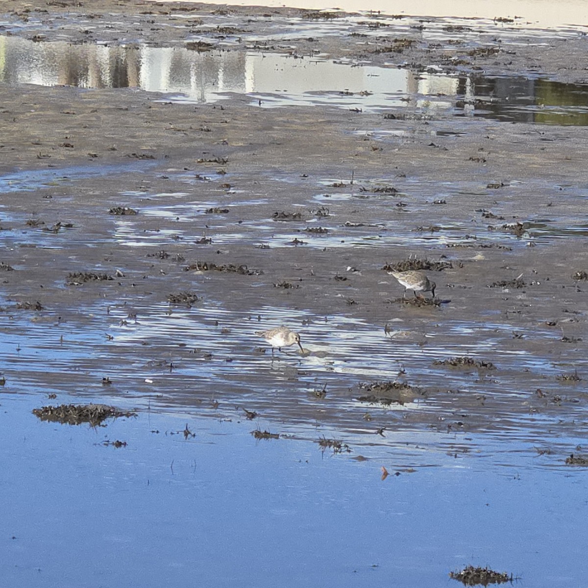 Sanderling - ML646793902