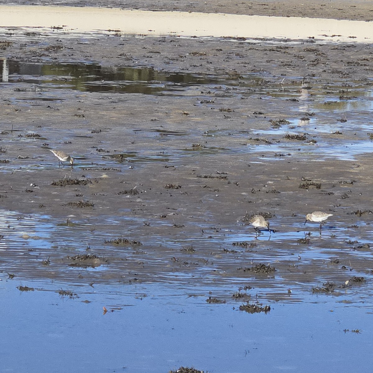 Sanderling - ML646793903