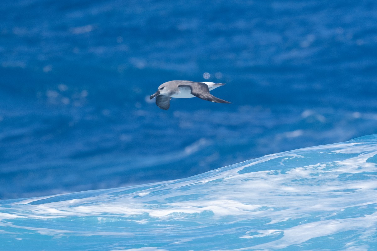 Boz Başlı Albatros - ML646793905