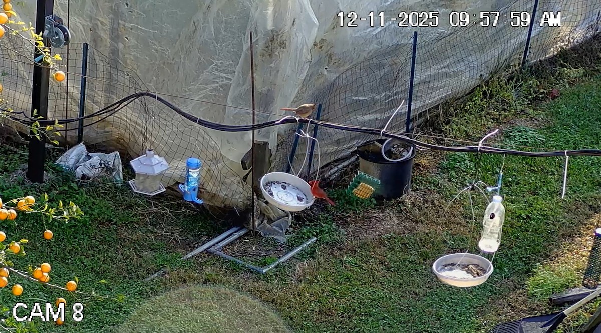 קרדינל צפוני - ML646793908