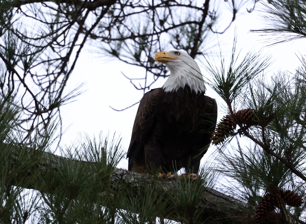 Pygargue à tête blanche - ML646793911