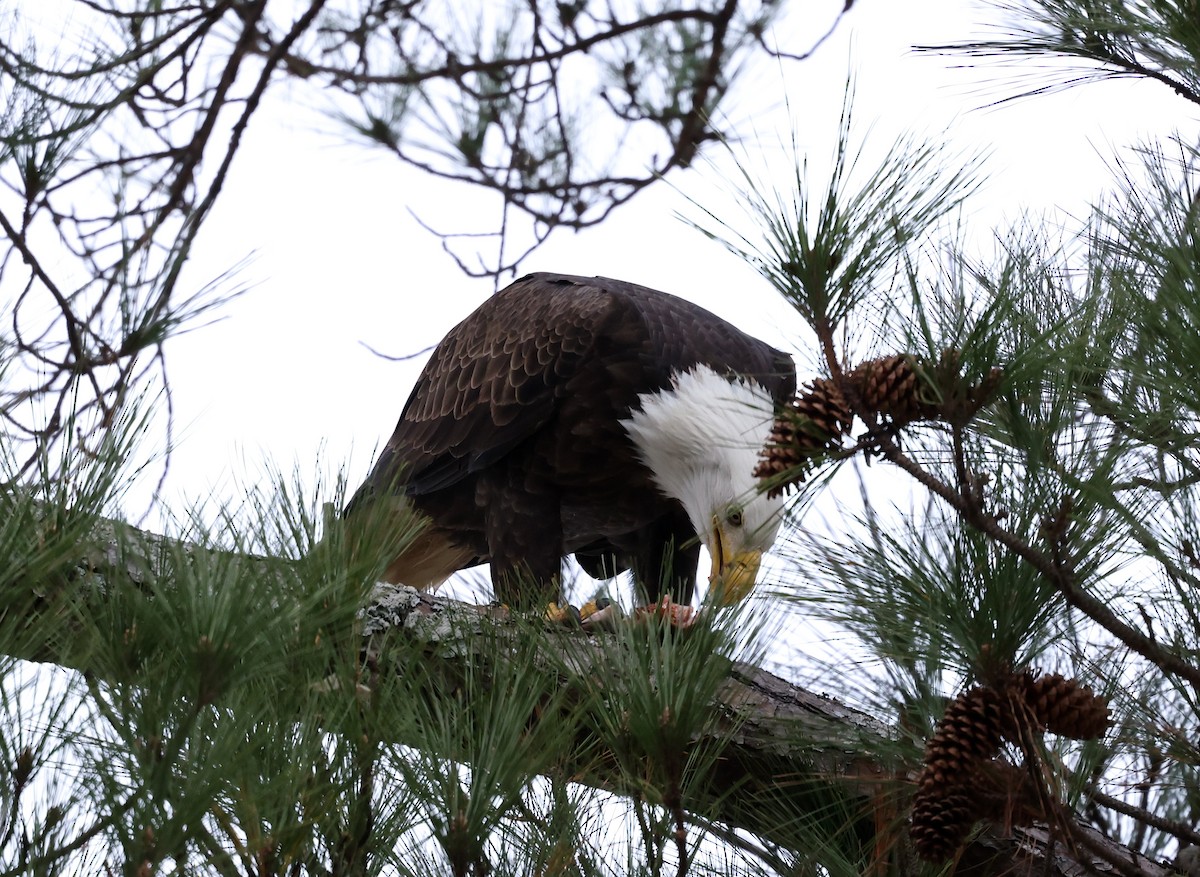 Pygargue à tête blanche - ML646793912