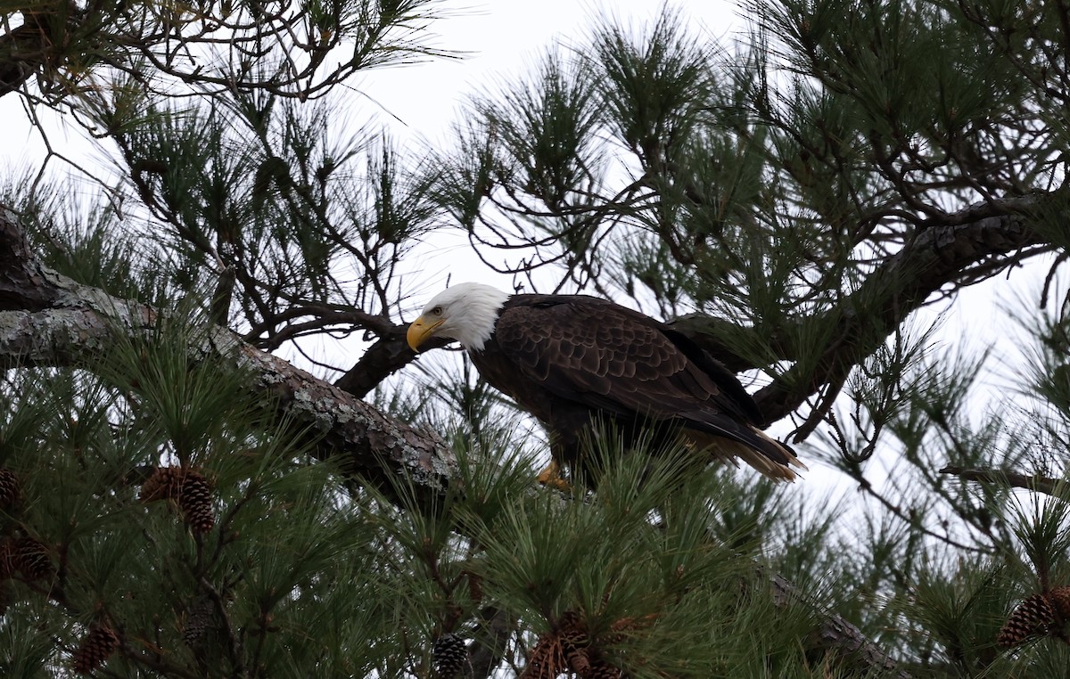 Pygargue à tête blanche - ML646793913