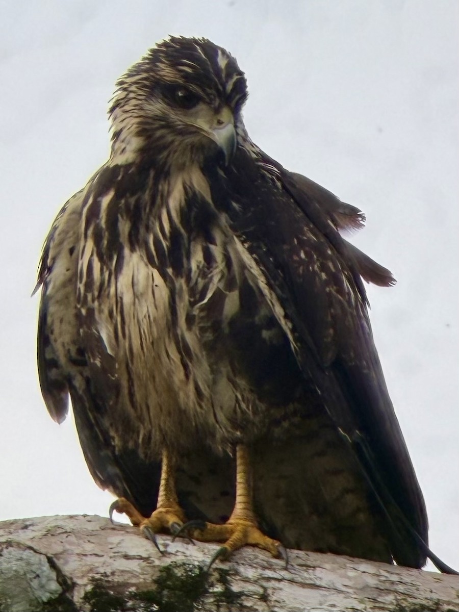 Common Black Hawk - ML646793914