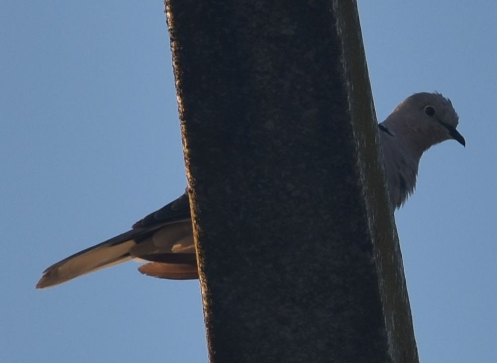 Буулгат хүүрзгэнэ - ML646793915