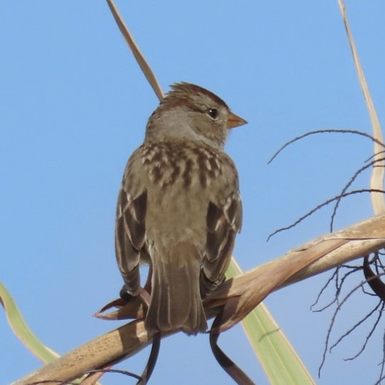White-crowned Sparrow - ML646793916