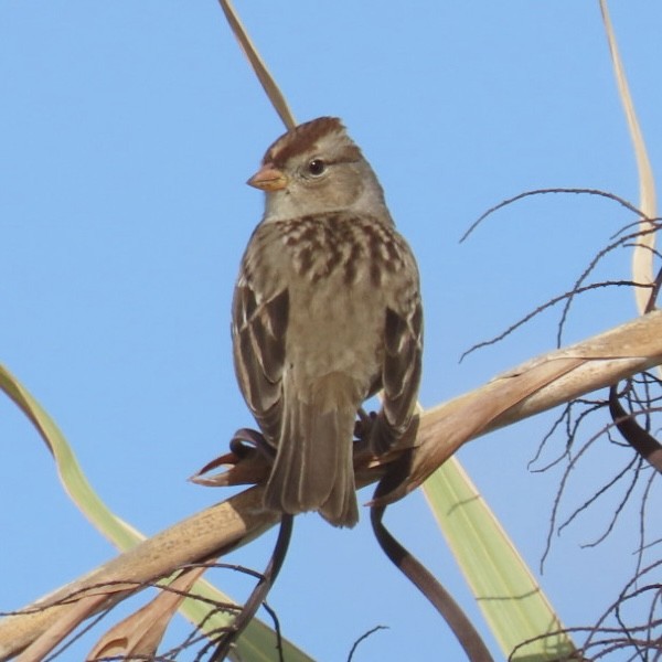 White-crowned Sparrow - ML646793917