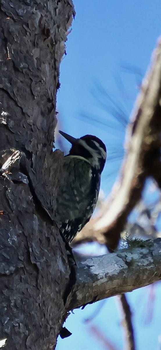 Chupasavia Norteño - ML646793920