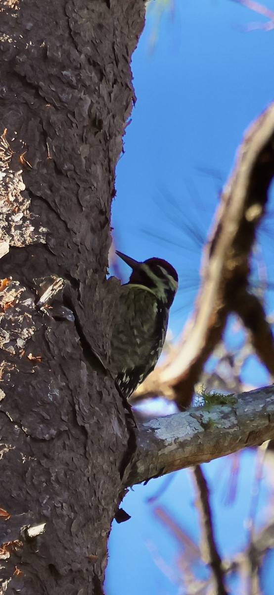 Chupasavia Norteño - ML646793921