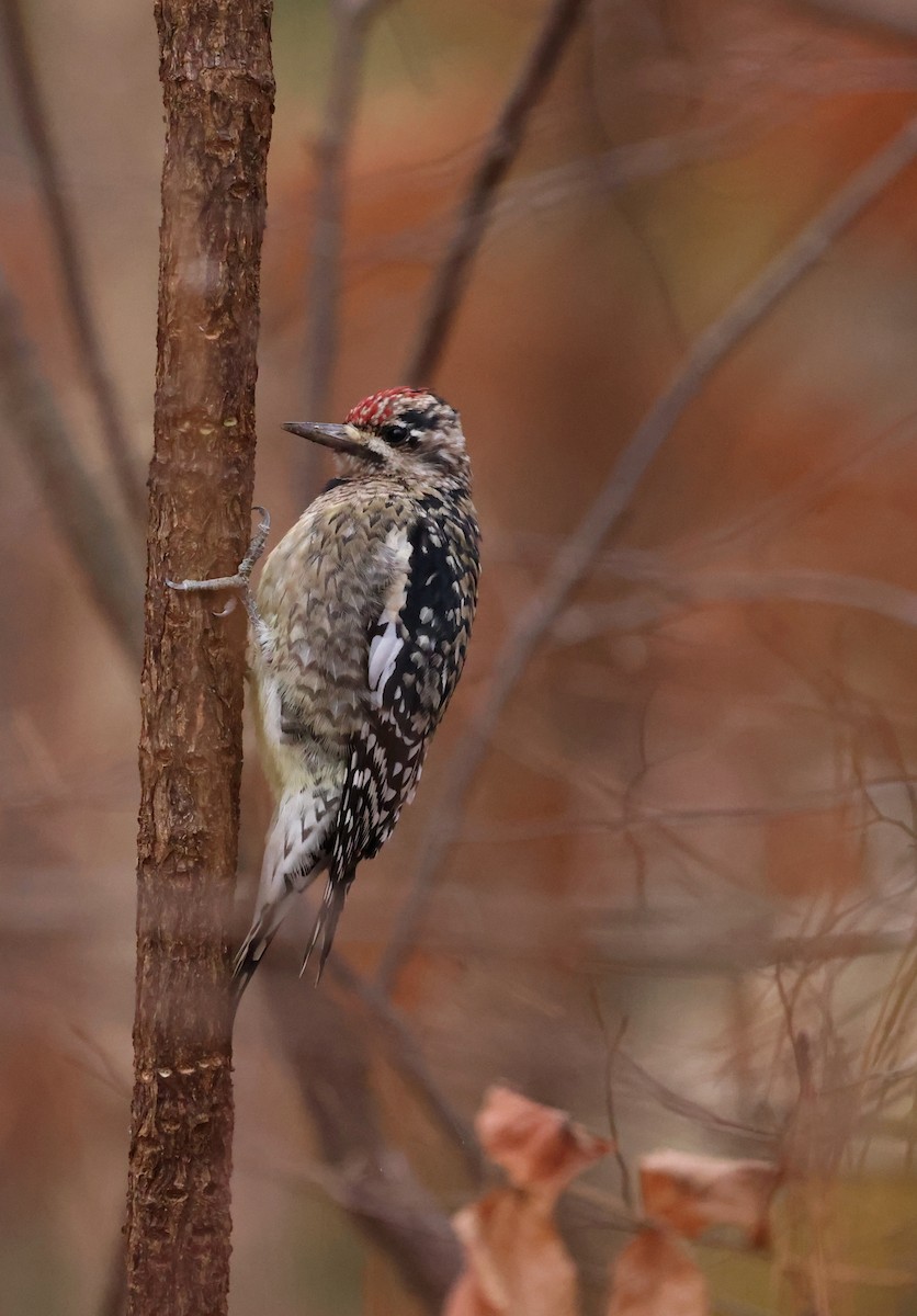 Yellow-bellied Sapsucker - ML646793925