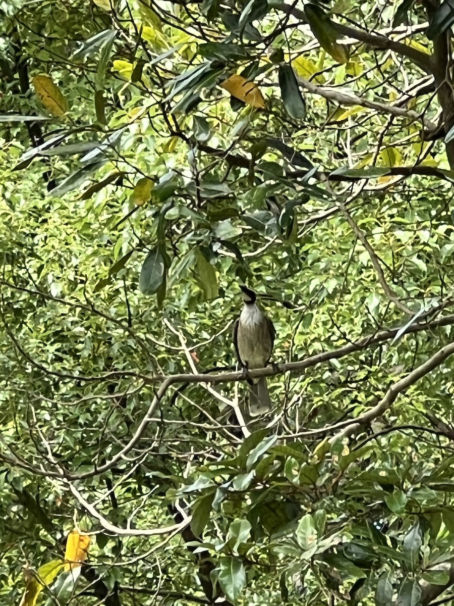 skrålemunkefugl - ML646793926