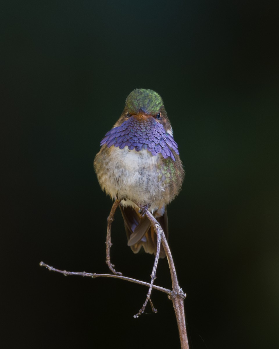 バラエリフトオハチドリ（torridus） - ML646793927